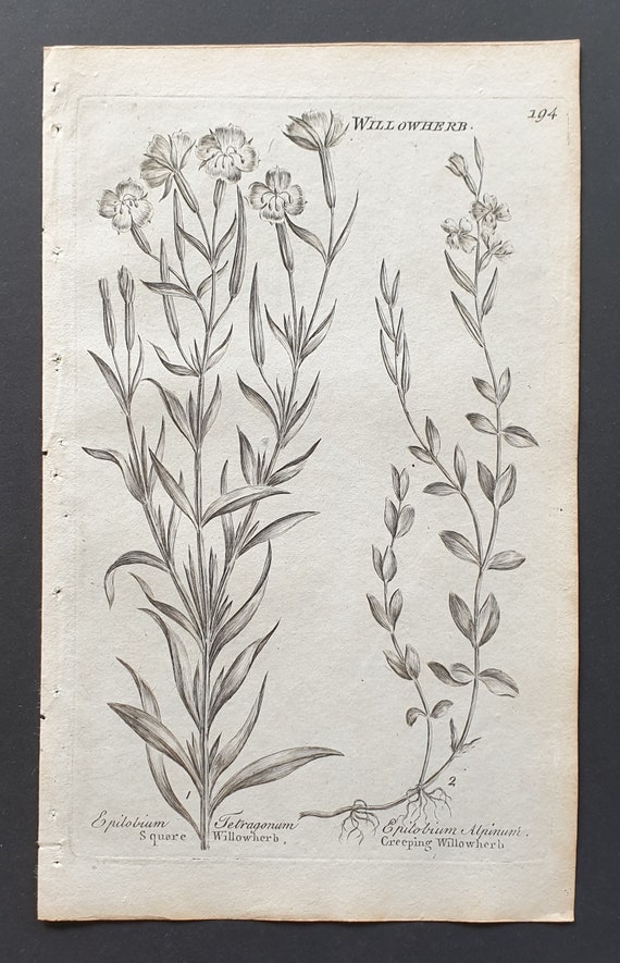 Square and Creeping Willowherb - Original 1802 Culpeper engraving (194)