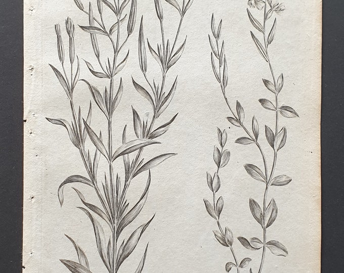 Square and Creeping Willowherb - Original 1802 Culpeper engraving (194)