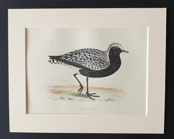 Original 1891 hand coloured bird print in mount - Grey Plover