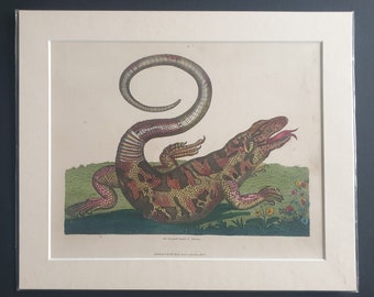 The Safeguard Lizard, of Surinam - original 1827 hand coloured William Smellie print