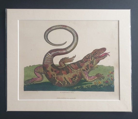 The Safeguard Lizard, of Surinam - original 1827 hand coloured William Smellie print