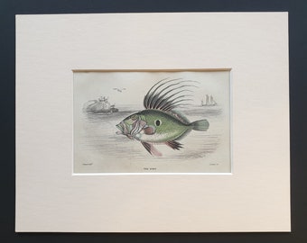 The Dory - Original c1860 hand coloured fish print in mount