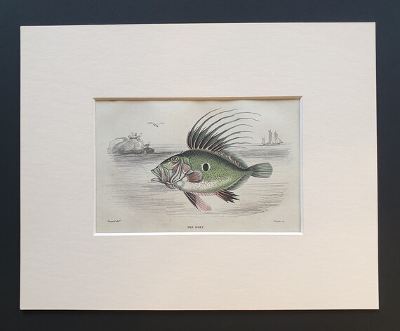The Dory - Original c1860 hand coloured fish print in mount