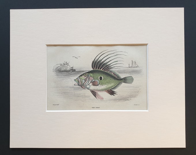 The Dory - Original c1860 hand coloured fish print in mount