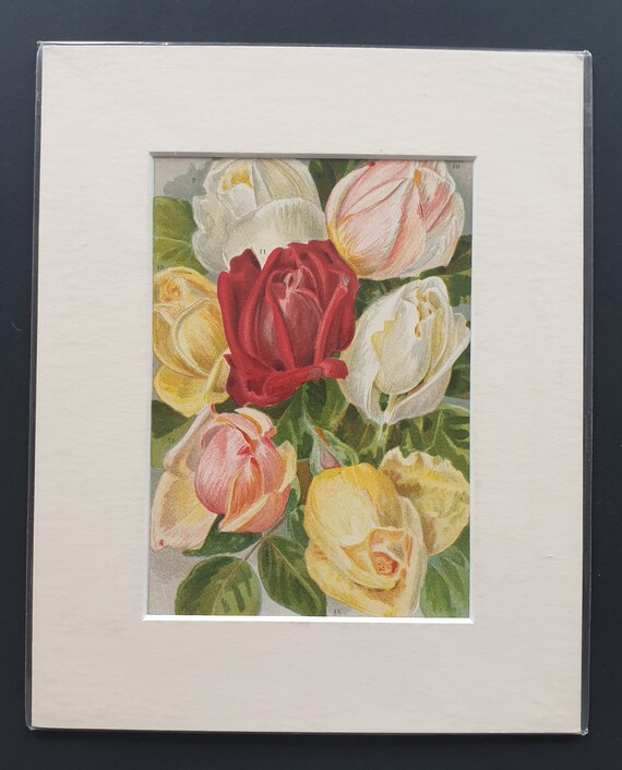 Mixed Varieties - Original 1903 rose print in mount