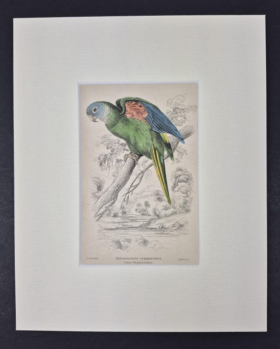 Orange-Winged Lorikeet - Original c1840 Hand Coloured Parrot in Mount