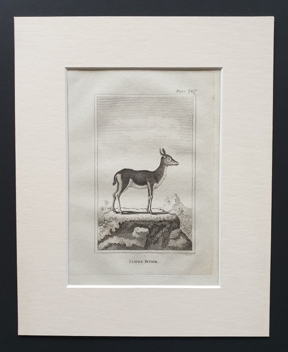 Female Ritbok - Original 1812 Buffon print in mount
