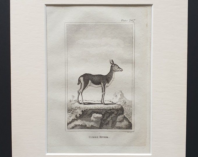 Female Ritbok - Original 1812 Buffon print in mount