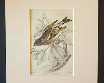 Mountain Finch - Original c1840 hand coloured bird print in mount