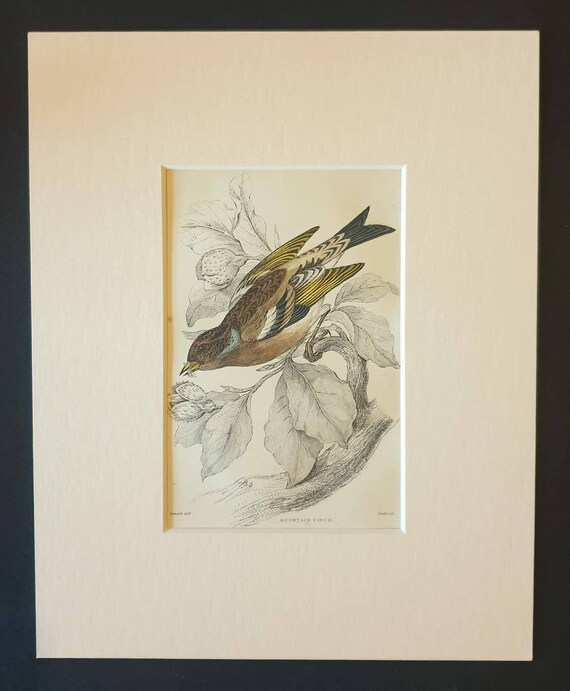 Original c1840 hand coloured bird print in mount - Mountain Finch