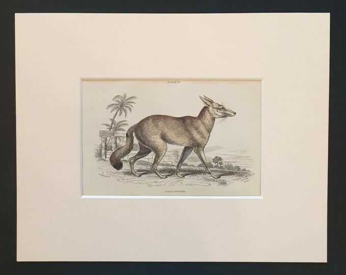 Original 1839 hand coloured mammalia print in mount - Pale Dog Fox