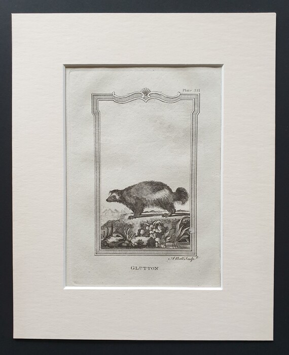 Glutton - Original 1812 Buffon print in mount