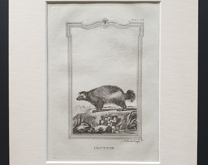 Glutton - Original 1812 Buffon print in mount