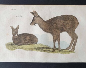 Musk - Original 1821 hand coloured animal print