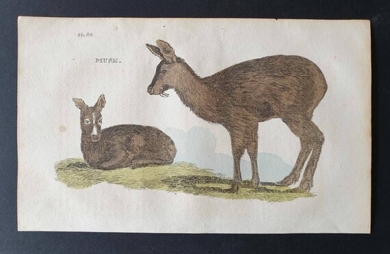 Original 1821 hand coloured animal print - Musk