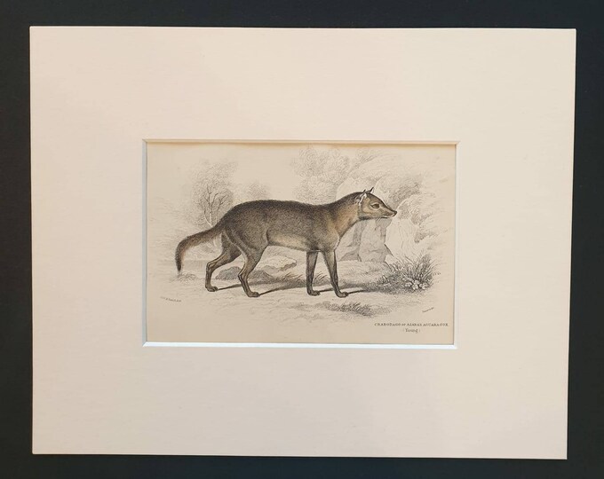 Original 1839 hand coloured mammalia print in mount - Crabodago or Azara's Aguara Fox