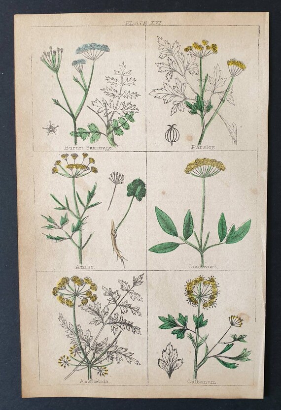 Original 1854 hand coloured botanical print