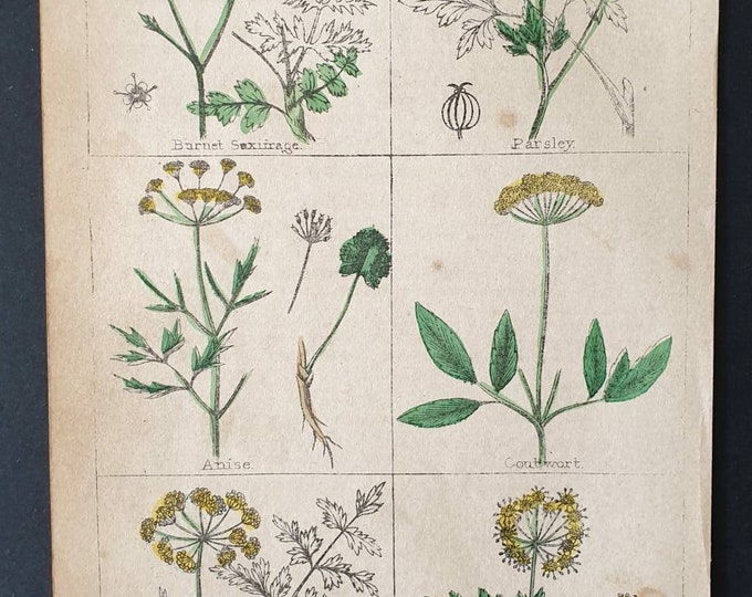 Original 1854 hand coloured botanical print