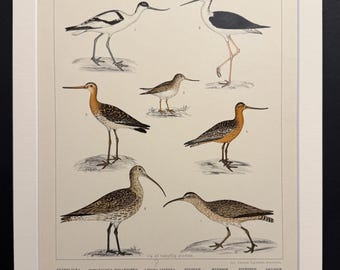 Birds - Plate 47 - Original 1898 Antique Print