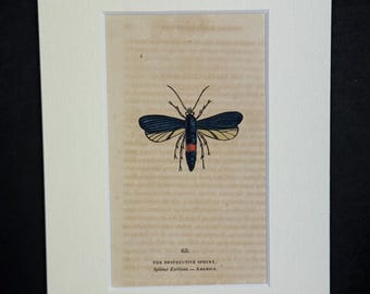 The Destructive Sphinx - Original 1832 Hand Coloured Antique Print