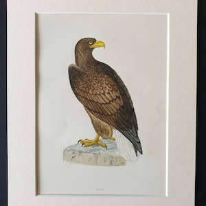 Peut inclure: Une estampe ancienne d'un aigle, avec des plumes brunes et blanches détaillées, un bec jaune et des serres. L'aigle est perché sur un rocher, sur fond blanc, encadré d'un passe-partout blanc.