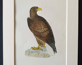 Erne - Original 1891 hand coloured bird print in mount