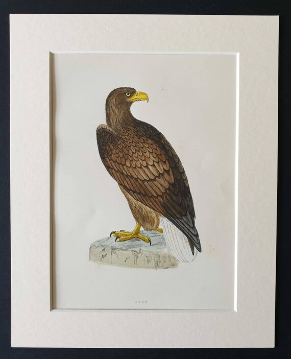 Original 1891 hand coloured bird print in mount - Erne