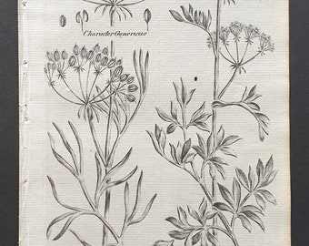 Sulpherwort or Hog's Fennel, and Meadow Saxifrage - Original 1802 Culpeper engraving (60)