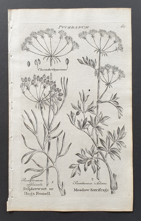 Sulpherwort or Hog's Fennel, and Meadow Saxifrage - Original 1802 Culpeper engraving (60)