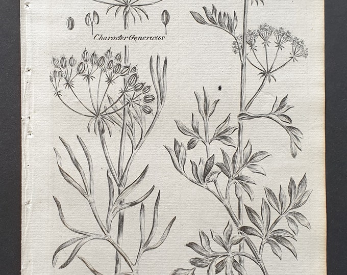 Sulpherwort or Hog's Fennel, and Meadow Saxifrage - Original 1802 Culpeper engraving (60)