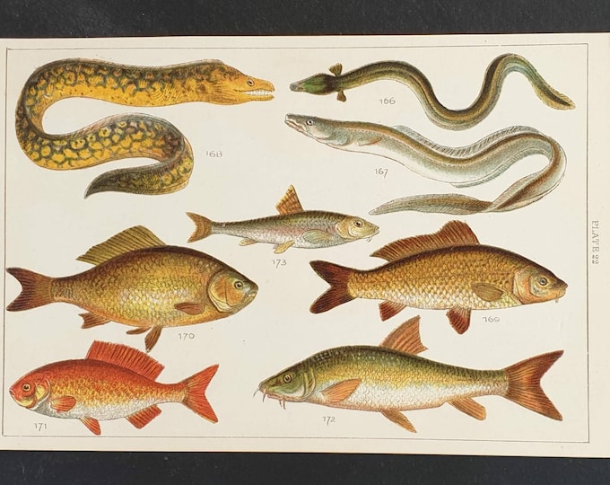 Original 1915 fish print - Plate 22