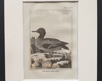 The Male Garganey -  Original 1812 Buffon print in mount (248)
