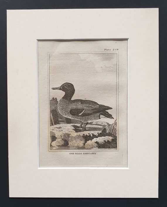 The Male Garganey -  Original 1812 Buffon print in mount (248)