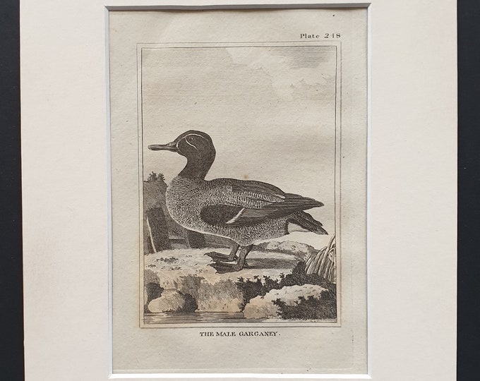 The Male Garganey -  Original 1812 Buffon print in mount (248)