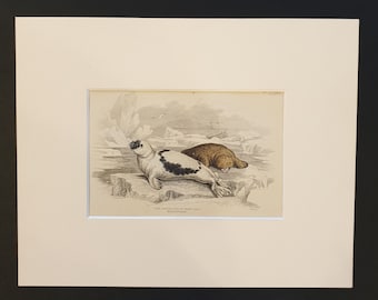 Greenland or Harp Seal - Original 1839 hand coloured print in mount