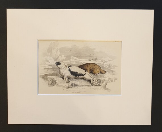 Greenland or Harp Seal - Original 1839 hand coloured print in mount