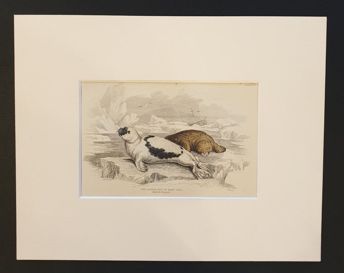 Greenland or Harp Seal - Original 1839 hand coloured print in mount