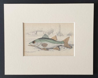 Eleven Spined Centropome - Original 1843 hand coloured fish print in mount