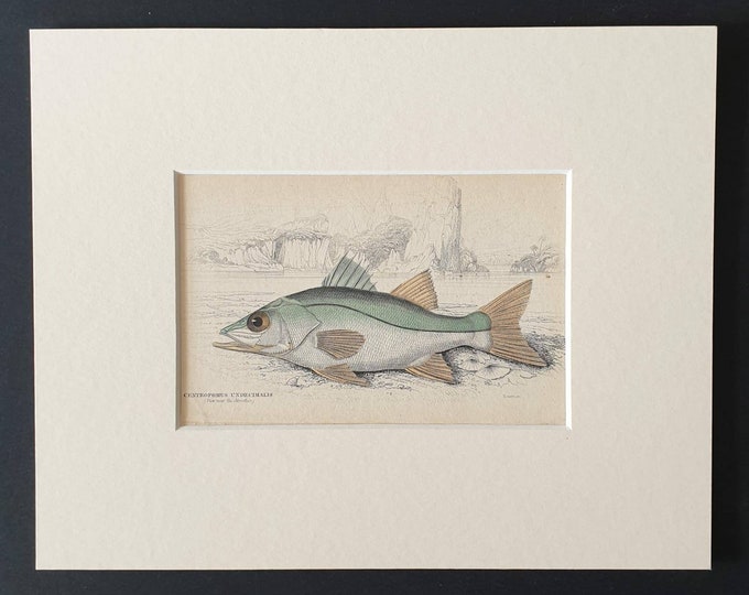 Original 1843 hand coloured fish print in mount - Eleven Spined Centropome