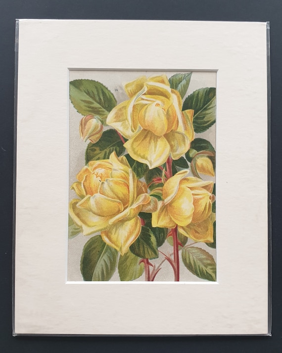 Perle des Jardins - Original 1903 rose print in mount
