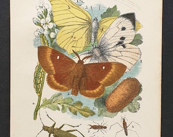 Plate I - Original 1892 chromolithograph butterfly print