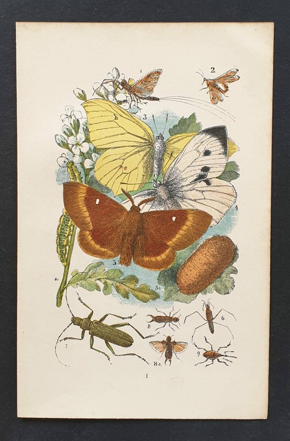 Original 1892 chromolithograph butterfly print - Plate I