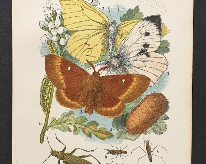 Original 1892 chromolithograph butterfly print - Plate I