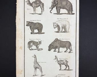 Quadrupeds - Tab. I - Original c1785 Antique Print