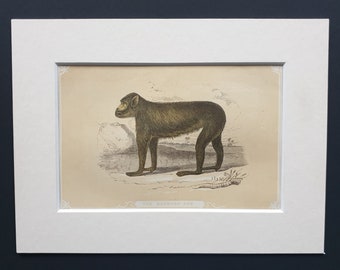 The Barbary Ape - Original 1851 John Tallis woodblock print
