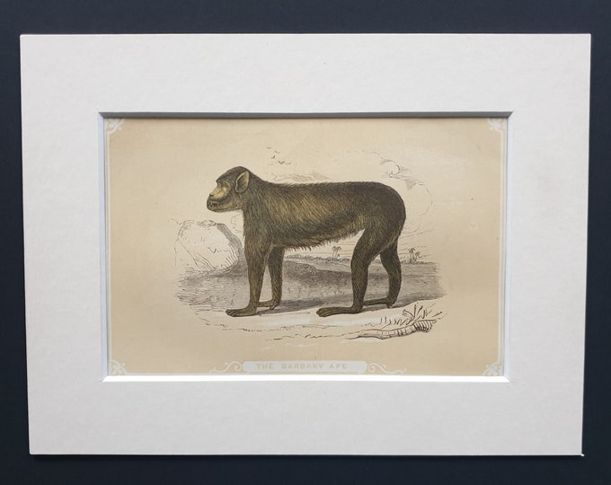 The Barbary Ape - Original 1851 John Tallis woodblock print