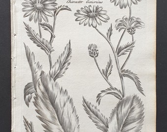 Corn Marygold and Great Daisy - Original 1802 Culpeper engraving (51)