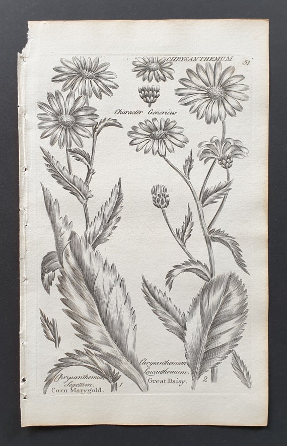 Corn Marygold and Great Daisy - Original 1802 Culpeper engraving (51)