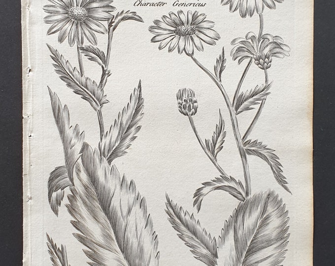 Corn Marygold and Great Daisy - Original 1802 Culpeper engraving (51)