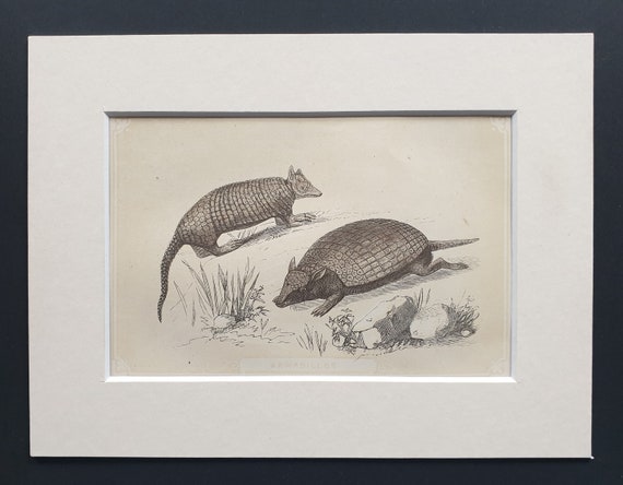 Armadillos - Original 1851 John Tallis woodblock print